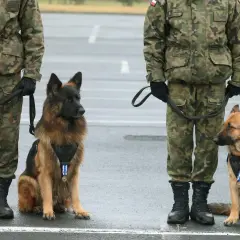 Dwa owczarki niemieckie z medalami na obrożach stoją obok żołnierzy w mundurach. To wierni towarzysze, prawdziwy pet na pagonie.