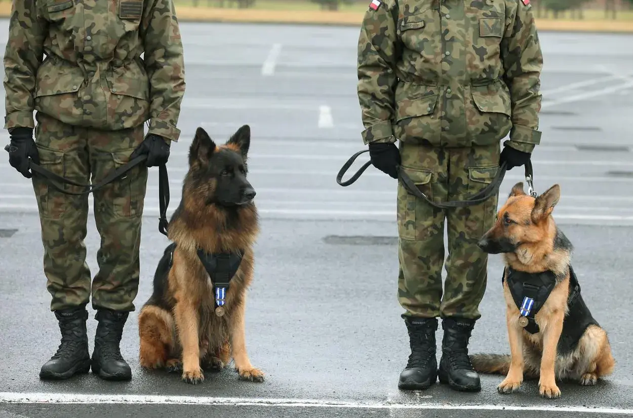 Dwa owczarki niemieckie z medalami na obrożach stoją obok żołnierzy w mundurach. To wierni towarzysze, prawdziwy pet na pagonie.